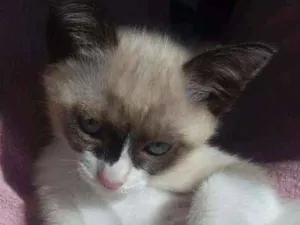 Gato raça Srd idade 2 a 6 meses nome Mingau