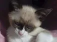 Mingau