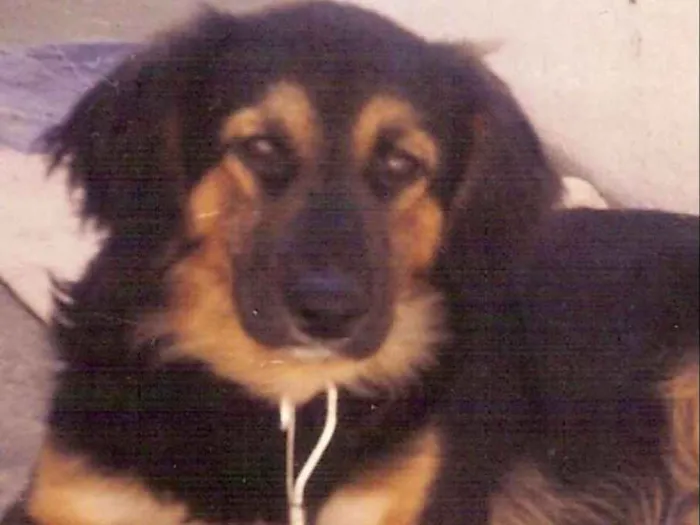 Cachorro ra a MESTIÇO idade 4 anos nome THOBI