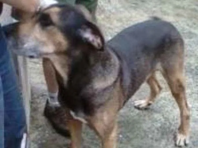 Cachorro ra a FILA idade  nome NERO
