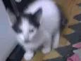 Gatos