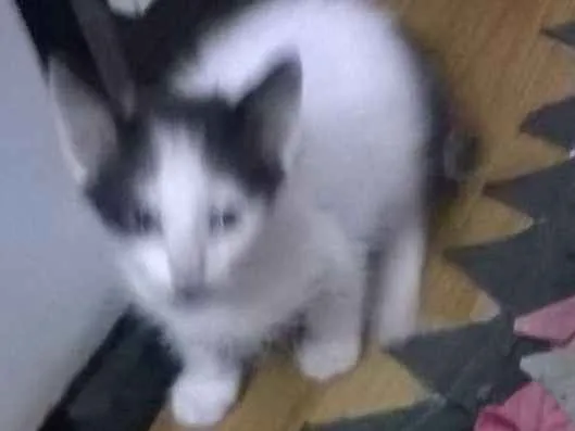 Gato ra a  idade 2 a 6 meses nome Gatos