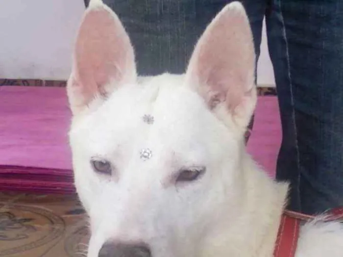 Cachorro ra a pastor suiço idade 3 anos nome Bianca