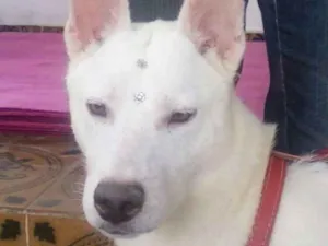 Cachorro raça pastor suiço idade 3 anos nome Bianca