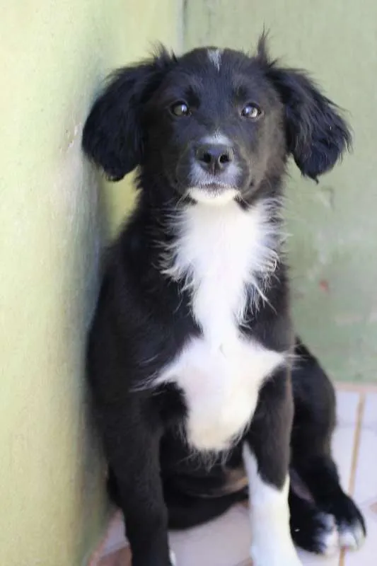 Cachorro ra a  idade 2 a 6 meses nome Mila Filhote