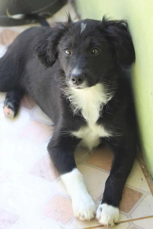 Cachorro ra a  idade 2 a 6 meses nome Mila Filhote