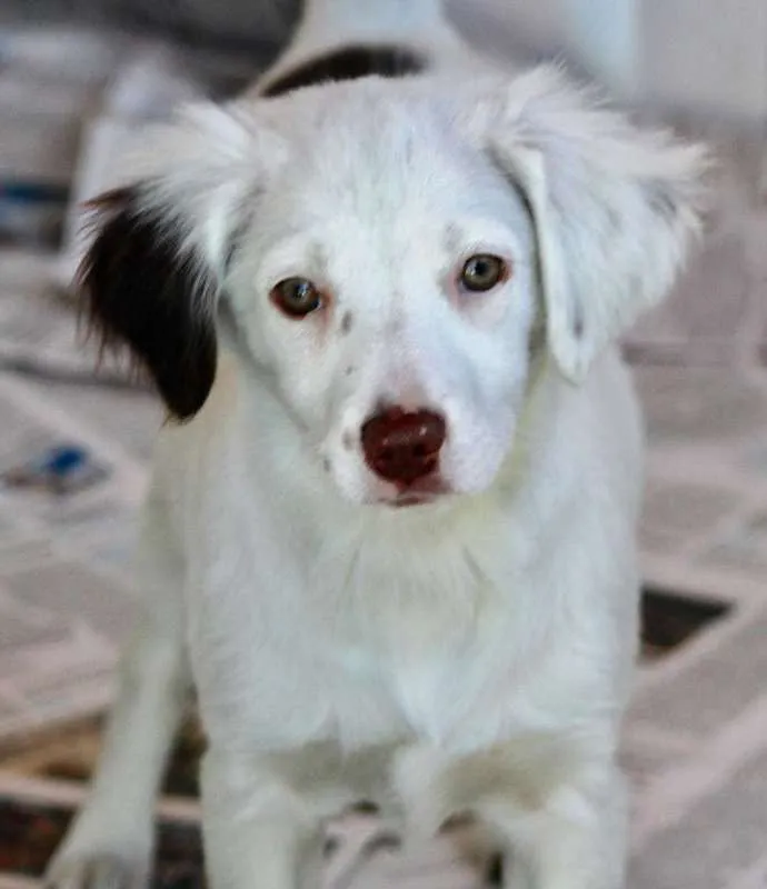 Cachorro ra a  idade 2 a 6 meses nome Clara Filhote