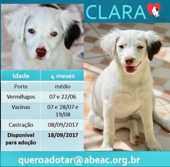 Cachorro ra a  idade 2 a 6 meses nome Clara Filhote