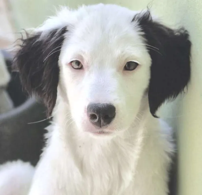 Cachorro ra a  idade 2 a 6 meses nome Alice Filhote