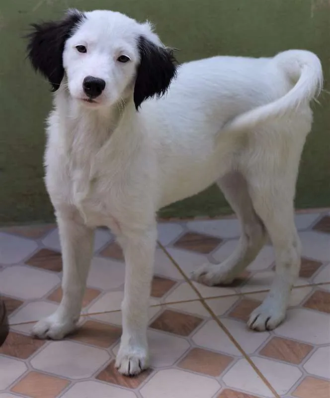Cachorro ra a  idade 2 a 6 meses nome Alice Filhote