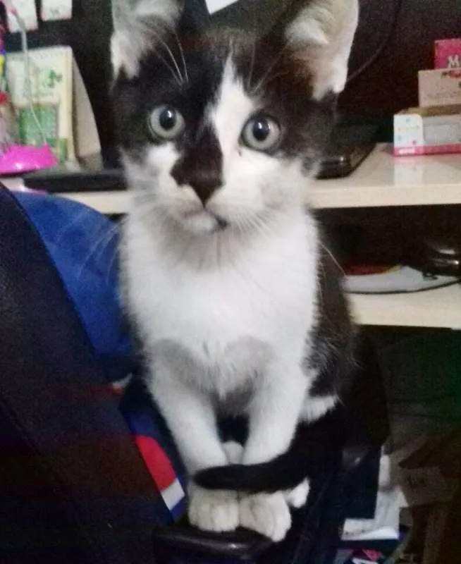 Gato ra a SRD idade 2 a 6 meses nome ZEUS