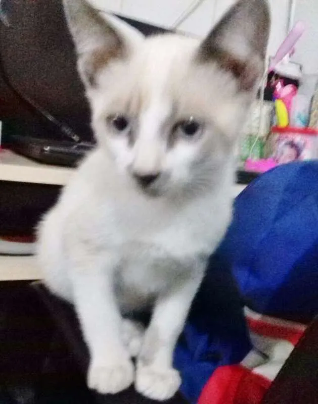 Gato ra a SRD idade 2 a 6 meses nome MAKTUB