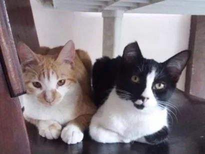 Gato raça SRD idade 2 a 6 meses nome Docinho e Lino 