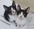 DUAS IRMÃZINHAS