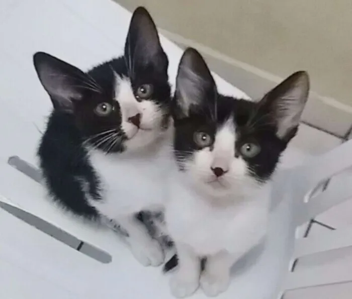 Gato ra a SRD idade 2 a 6 meses nome DUAS IRMÃZINHAS