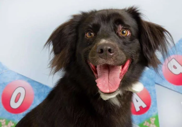 Cachorro ra a Border Collie idade 2 anos nome Shrek