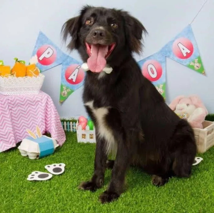 Cachorro ra a Border Collie idade 2 anos nome Shrek