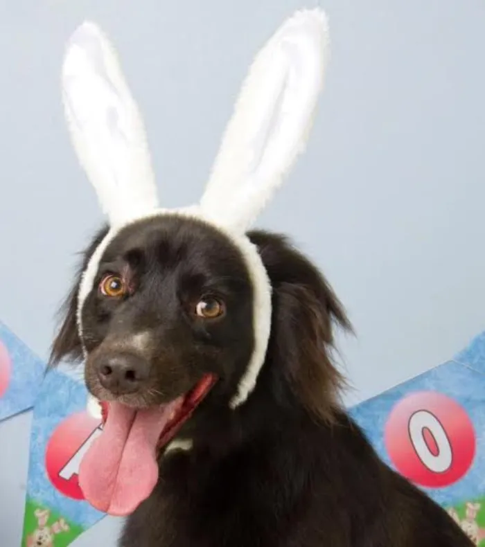 Cachorro ra a Border Collie idade 2 anos nome Shrek