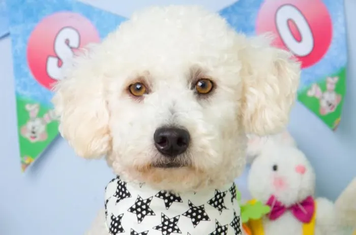 Cachorro ra a Poodle idade 2 anos nome Dollar