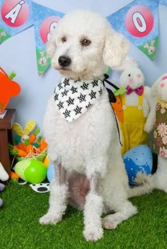 Cachorro ra a Poodle idade 2 anos nome Dollar