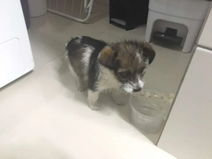 Cachorro ra a  idade Abaixo de 2 meses nome Filhote