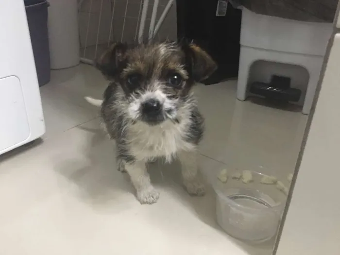 Cachorro ra a  idade Abaixo de 2 meses nome Filhote
