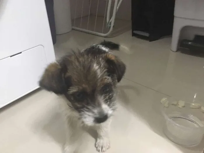 Cachorro ra a  idade Abaixo de 2 meses nome Filhote