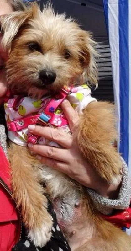 Cachorro ra a SRD idade 1 ano nome Babaloo