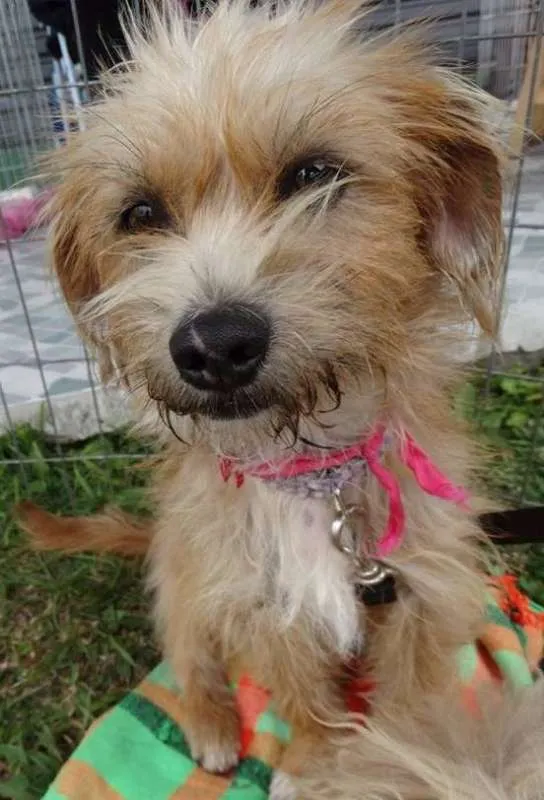 Cachorro ra a SRD idade 1 ano nome Babaloo