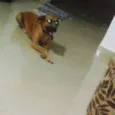 Boris