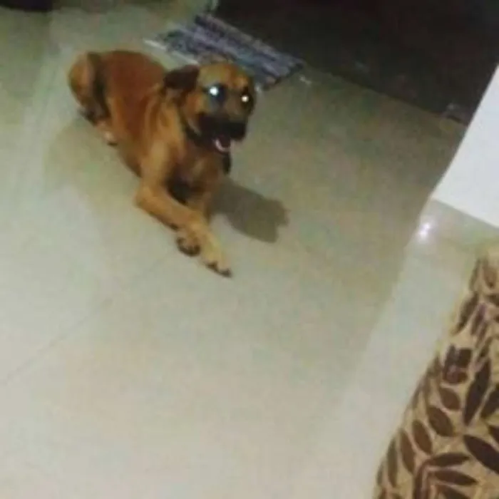Cachorro ra a fila com Lavrador  idade 3 anos nome Boris