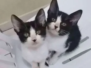 Gato raça SRD idade 2 a 6 meses nome DUAS IRMÃZINHAS
