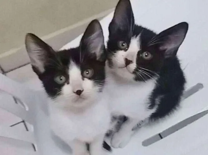 Gato ra a SRD idade 2 a 6 meses nome DUAS IRMÃZINHAS