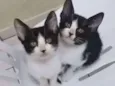 DUAS IRMÃZINHAS