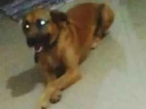 Cachorro raça fila com Lavrador  idade 3 anos nome Boris