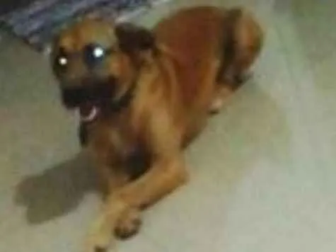 Cachorro ra a fila com Lavrador  idade 3 anos nome Boris