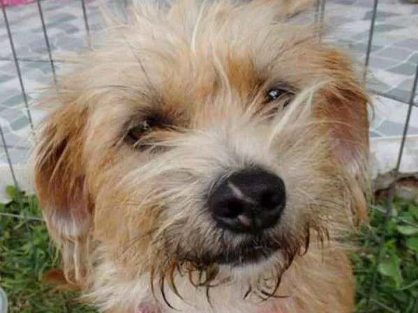 Cachorro ra a SRD idade 1 ano nome Babaloo