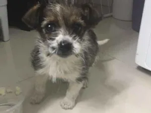 Cachorro raça  idade Abaixo de 2 meses nome Filhote