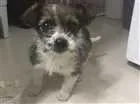 Cachorro raça  idade Abaixo de 2 meses nome Filhote