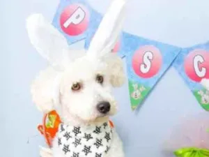 Cachorro raça Poodle idade 2 anos nome Dollar