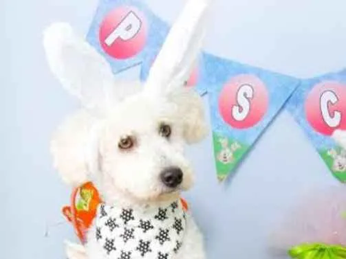 Cachorro ra a Poodle idade 2 anos nome Dollar