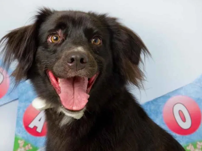 Cachorro ra a Border Collie idade 2 anos nome Shrek
