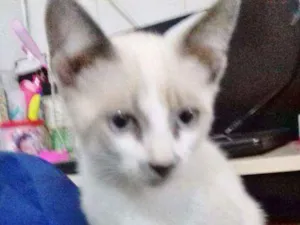 Gato raça SRD idade 2 a 6 meses nome MAKTUB