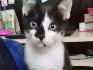 Gato raça SRD idade 2 a 6 meses nome ZEUS