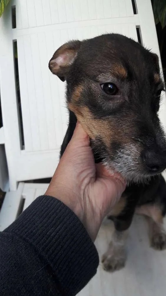 Cachorro ra a srd idade 2 a 6 meses nome Florinda