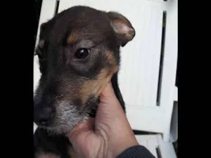 Cachorro raça srd idade 2 a 6 meses nome Florinda