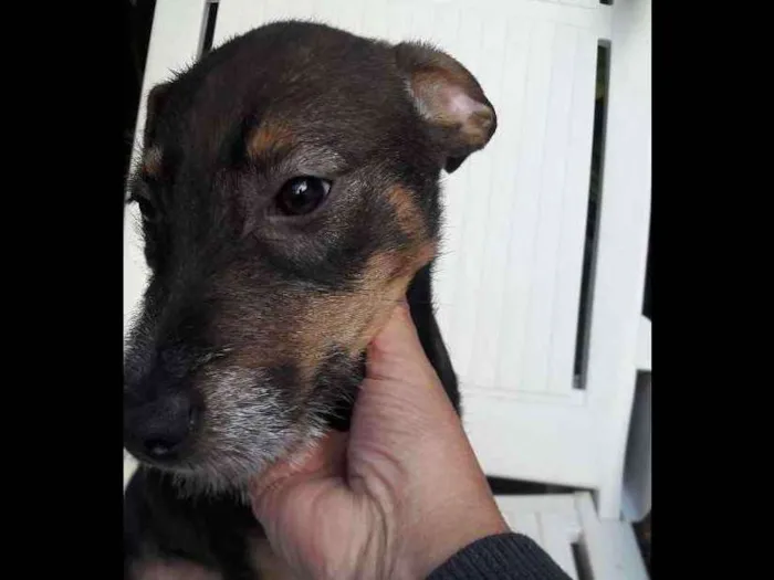 Cachorro ra a srd idade 2 a 6 meses nome Florinda