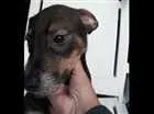 Cachorro raça srd idade 2 a 6 meses nome Florinda
