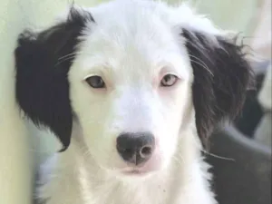 Cachorro raça  idade 2 a 6 meses nome Alice Filhote