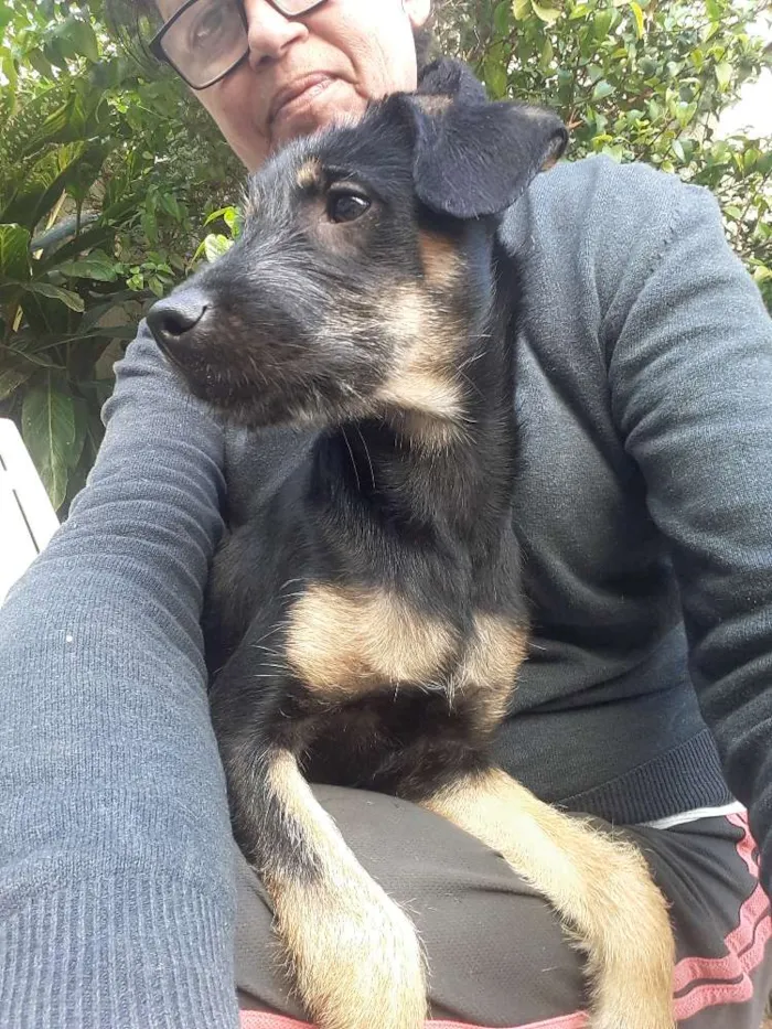 Cachorro ra a srd idade 2 a 6 meses nome Anastacia
